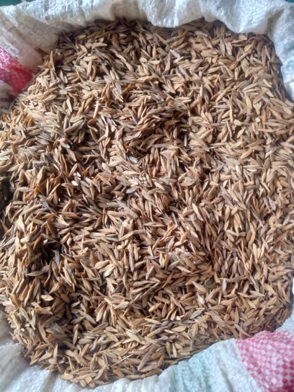 Buy Strophanthus gratus seed