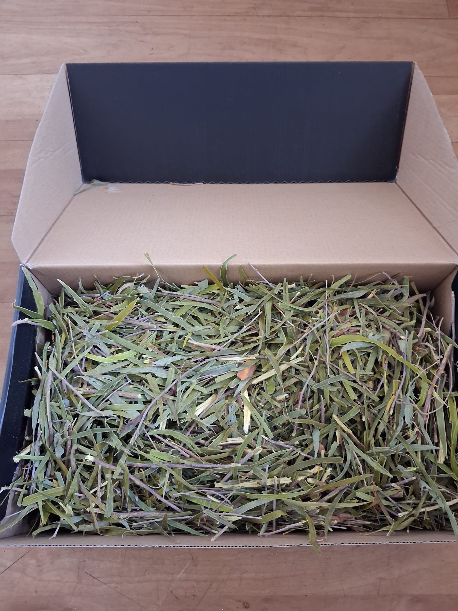 Acacia Acuminata Narrow Leaves - Iboga Sales